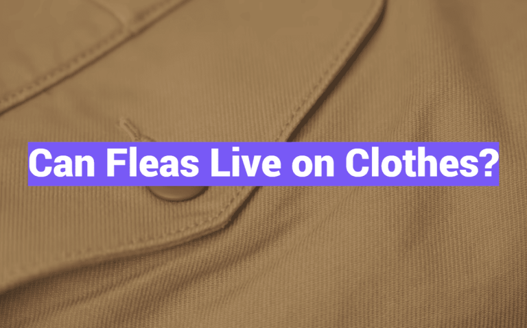 Can Fleas Live on Clothes?
